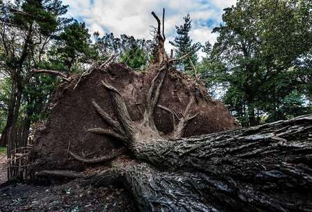 Central Park NYC another victim of Sandy Hurricane.