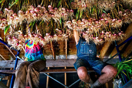 Organic garlic farming at the Seeds of Solidarity in Orange County, Massachusetts